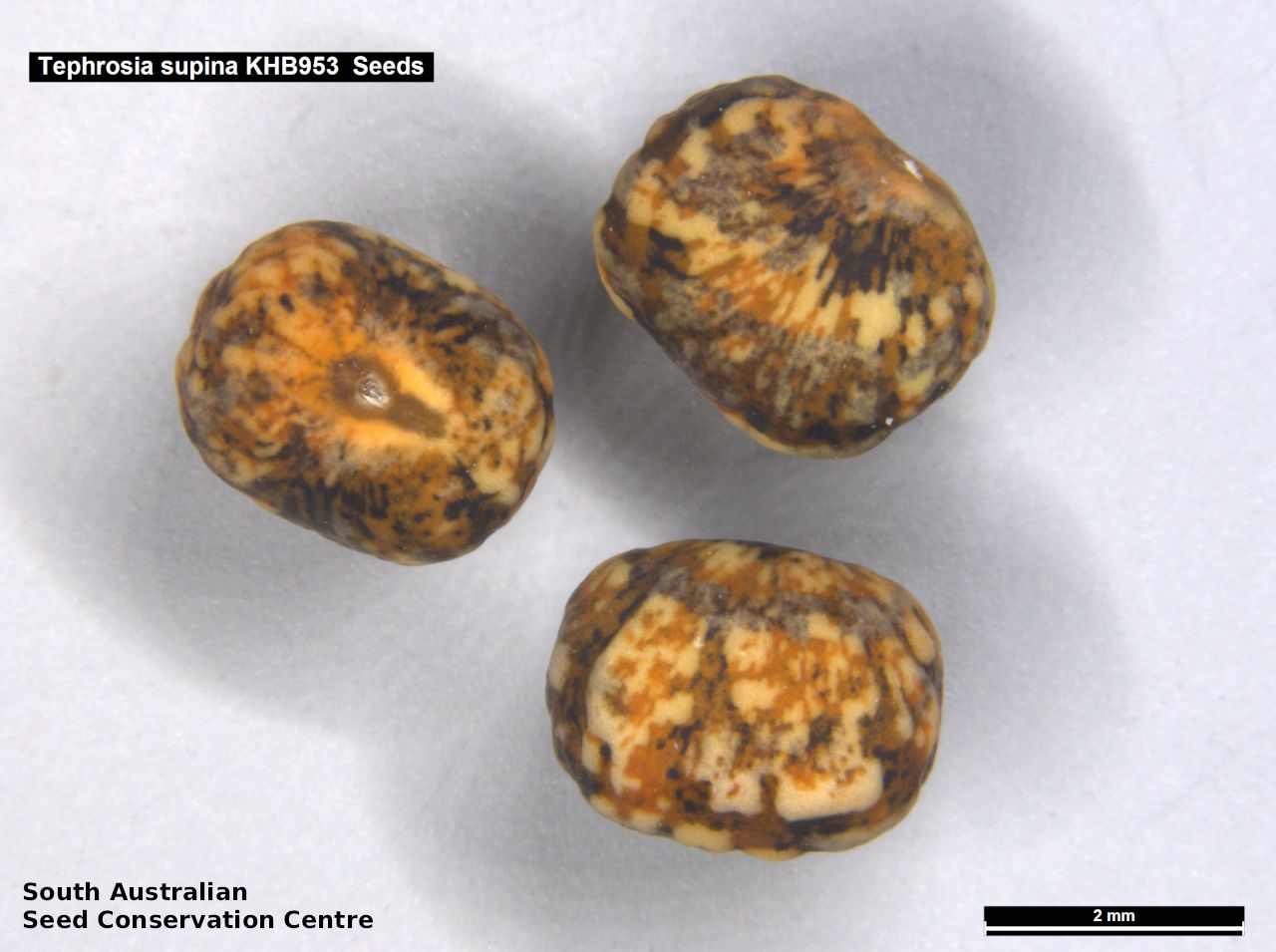 Seeds of South Australia - Species Information